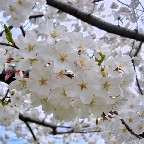 Yoshino Flowering Cherry Holly Days Nursery