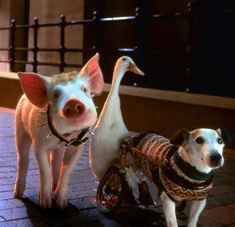 BABE PIG IN THE CITY