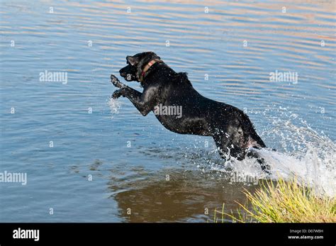 Black Labrador Retriever Jumping Into Water Stock Photo Alamy