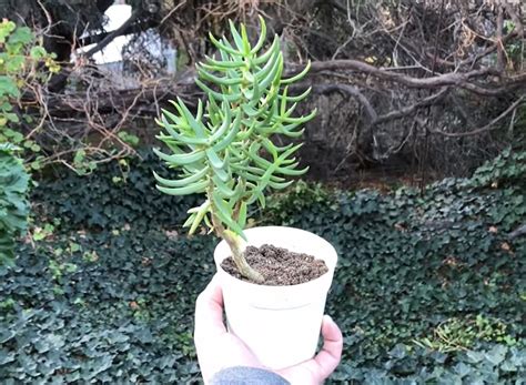 Crassula Tetragona Cuidados reproducción y flores