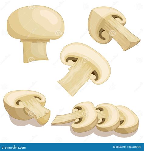 Champignon Mushrooms Vector Illustration Stock Vector Illustration