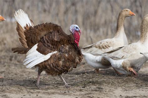 Bourbon Red Turkey Chick Stock Image Image Of Grass 30275347