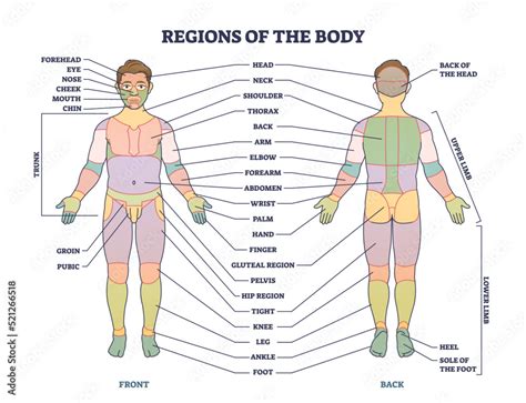 Regions of human body as front or back parts description tiny person ...