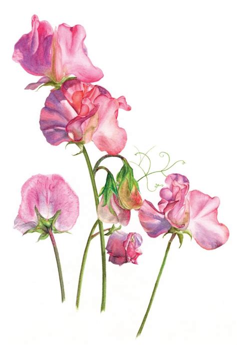 Sweet Pea  Botanical Flowers Print Flower Painting Flower Drawing