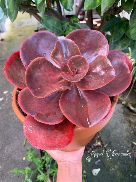 Echeveria Mahogany Rose Desert Rose Plant Cacti And Succulents