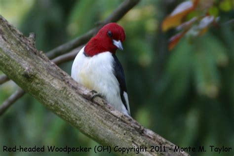 Red Headed Woodpecker