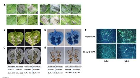 Figure 1 From A Candidatus Liberibacter Asiaticus Secreted