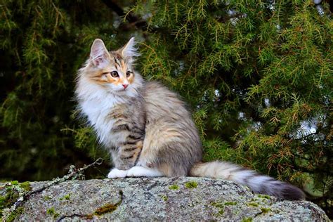 Norwegian Forest Cat | Cat Breed Information & Facts – Pictures | Pets Feed