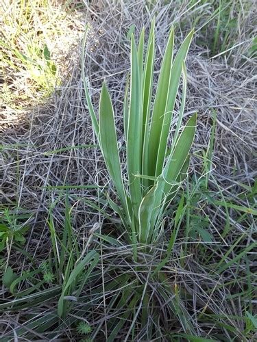 Yuca De Arkansas Yucca Arkansana Picturethis