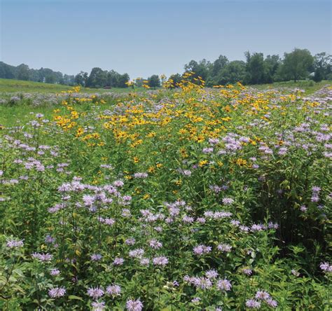 Expectations of Native Species | Ernst Conservation Seeds