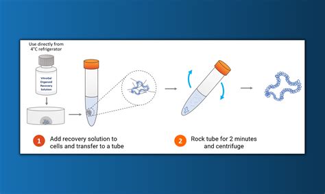 New Product Thewell Bioscience Vitrogel® Organoid Recovery Solution