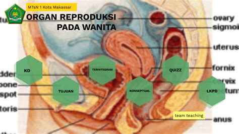 Organ Reproduksi Pada Wanita By Nahda Hamid On Prezi