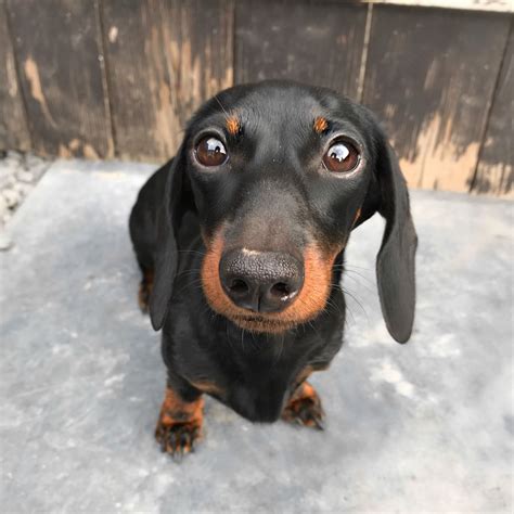 Pin op Dachshunds | Teckels, Teckel