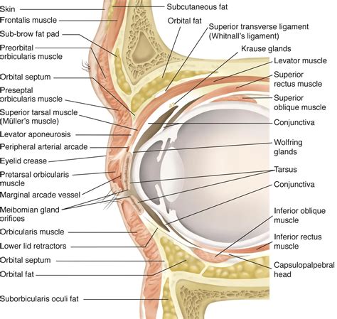 Eyelid anatomy - American Academy of Ophthalmology