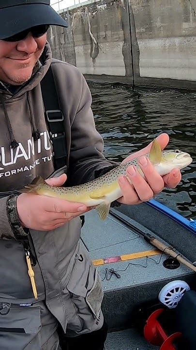 Mississippi River Brown Trout Youtube