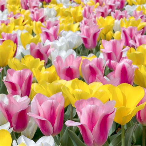 Tulip Bulbs Item 1630 Elegant Lady For Sale Colorblends® Amsterdam Tulips Rock Plants