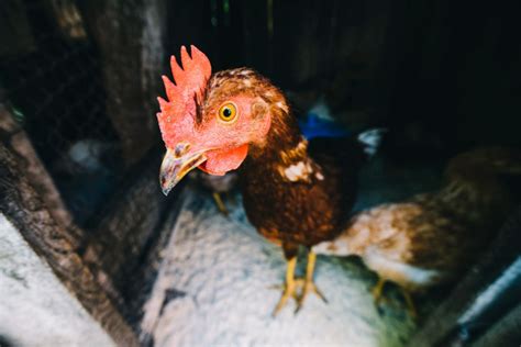 Mga Karaniwang Sakit Ng Manok