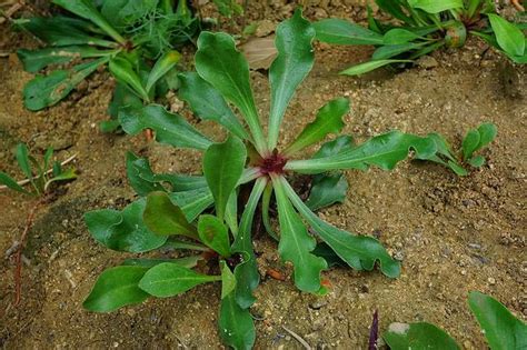 農村沙土裏一種野草，長得酷似菠菜，止血有特效，人稱「海菠菜」 每日頭條