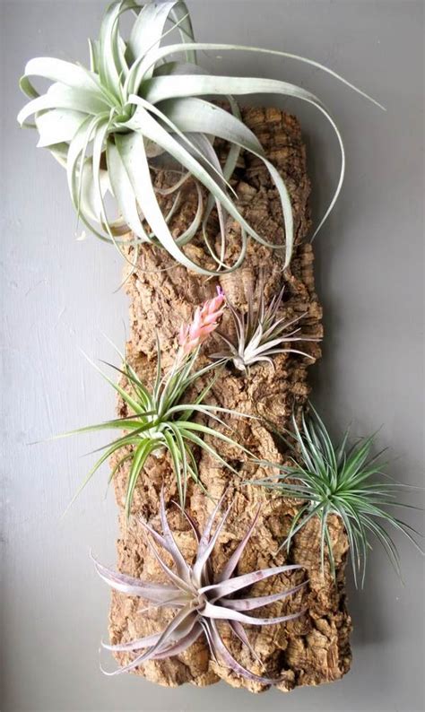 50 creative ideas to display your air plants in a most spectacular way