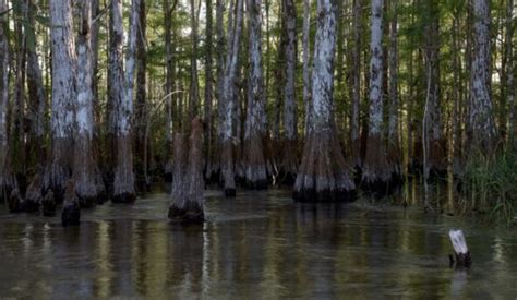 Half Of Mangrove Ecosystems At Risk Conservationists