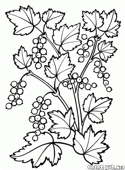 Coloring Page Berries