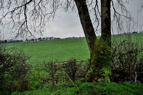 Tree Rathfraggan Kenneth Allen Cc By Sa Geograph Ireland