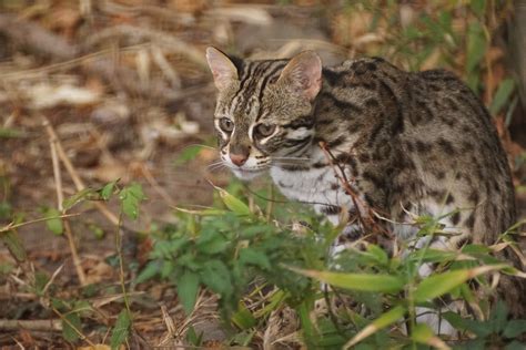 Chat léopard du Bengale Prionailurus bengalensis bengalen Flickr