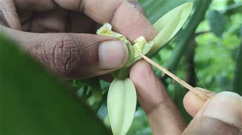 වැනිලා මල් පරාගණය කිරීම හරිම ක්‍රමයට 100 Pollination Of Vanilla Flowers Vanilla Pollinate