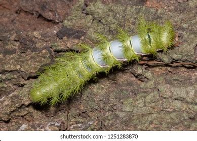 Poisonous Green Caterpillar Automeris Naranja Stock Photo 1251283870 ...