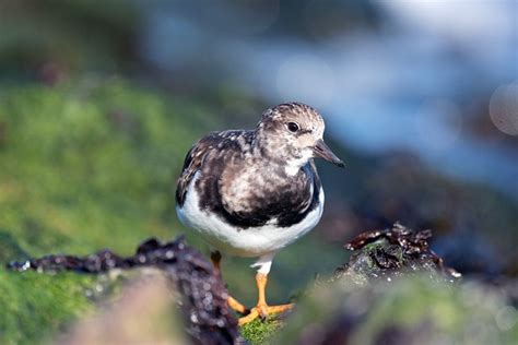 Bird Turnstone Wader Free Photo On Pixabay