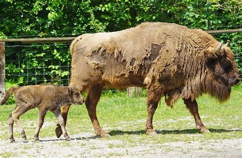 Wisent European Bison Horned - Free photo on Pixabay - Pixabay