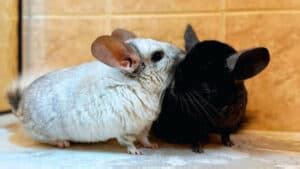 21 Different Colors Of Chinchillas (Which Ones Are Rarest?)