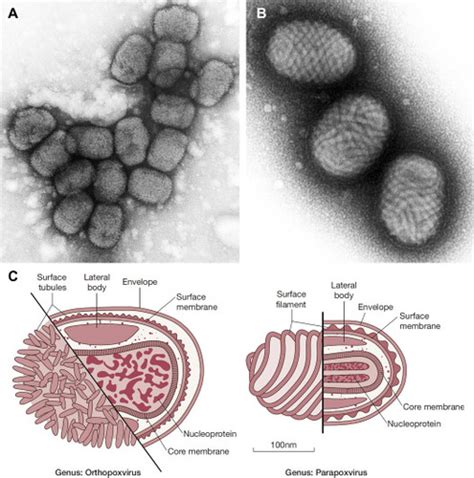 Lecture Poxviruses Flashcards Quizlet