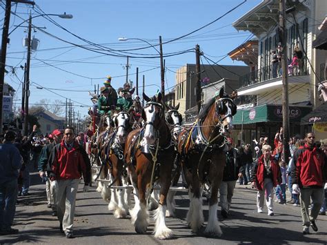 Clydesdale Horse Breed: History, Characteristics & Care