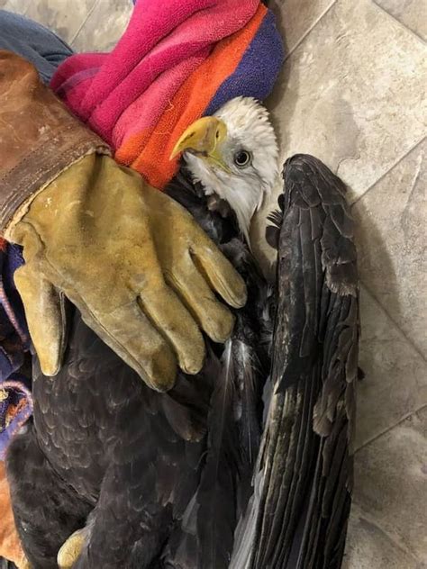 Bald Eagle Released Into The Wild After Successful Treatment For Lead