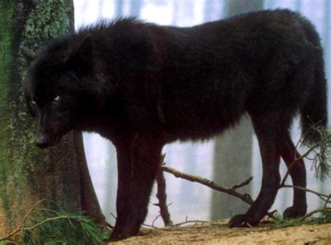 Pure Black Wolf