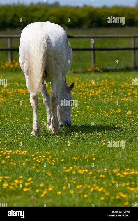 Hengst Auf Einer Blumenwiese Fotos Und Bildmaterial In Hoher