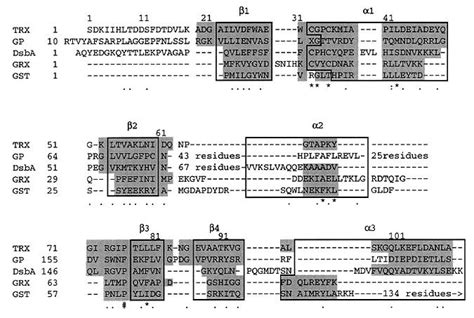 Thioredoxin A Fold For All Reasons Structure