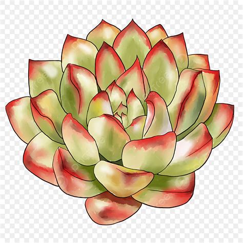 Succulents Plants Hd Transparent Hand Painted Watercolor Succulent