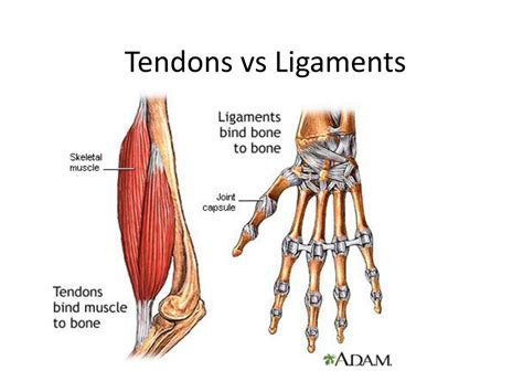 body works powerpoint    id
