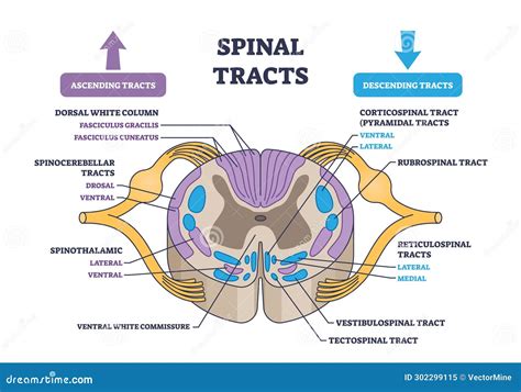 Spinal Tracts With Medical Ascending And Descending Parts Outline