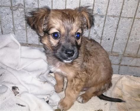 Nevio - Tierschutzverein Hands4Animals e.V.