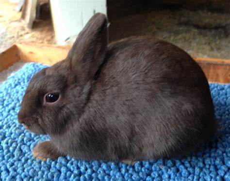 Chocolates Stoney Creek Rabbitry