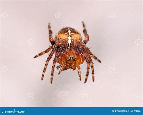 Ara A De Jard N N Araneus Diadematus Foto De Archivo Imagen De