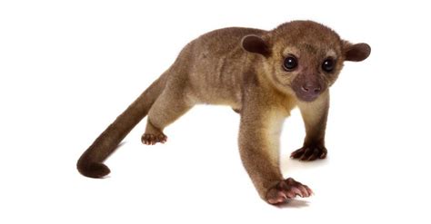 10 Incredible Kinkajou Facts