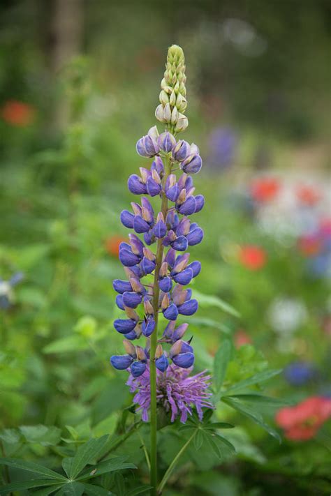 Purple Lupine Photograph by Yenny Camacho