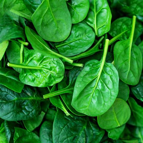 close   fresh baby spinach leaves stock photo image