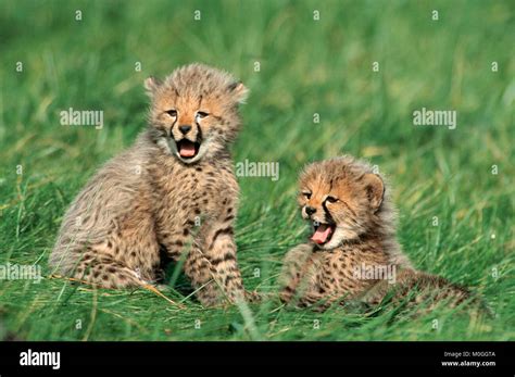 cheetah acinonyx jubatus gepard baby  res stock photography