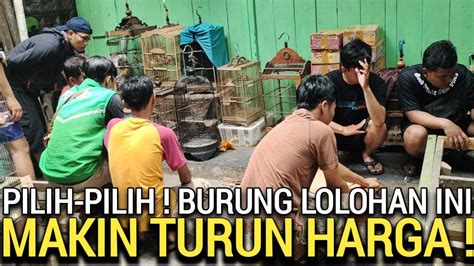 AWAS REBUTAN BURUNG LOLOHAN DAN GACOR HARGA BAHAN MAKIN JADI REBUTAN