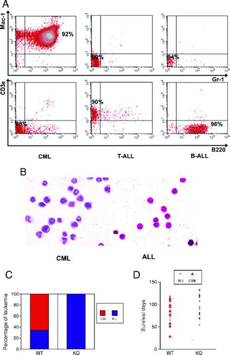 IGF IR Deficiency Alters BCR ABL Leukemia Fates A Representative